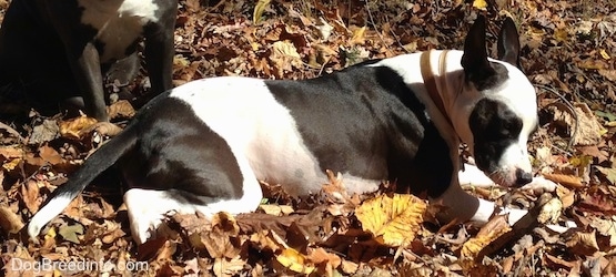 Duncan the Frenchie Staff is laying in a field of leaves There is another dog behind him.
