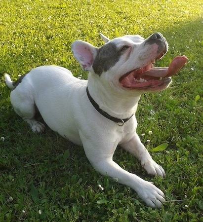 Frank the Frenchie Staff is laying in a field. His mouth is open and tongue is out. Its head is up
