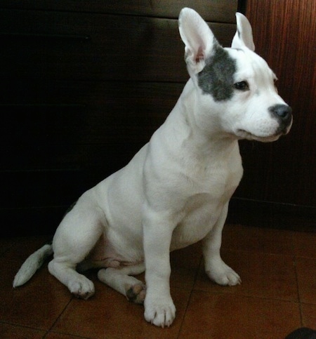 Frank the Frenchie Staff is sitting on a tiled floor.