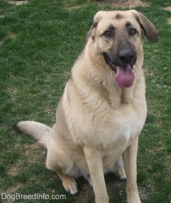 A tan with black German Anatolian Shepherd is sitting outside in a field. Its mouth is open and tongue is out. Its right ear is behind its head