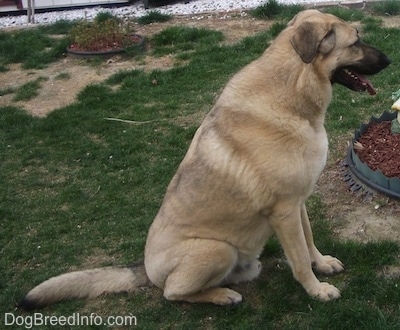 Right Profile - A tan with black German Anatolian Shepherd is sitting in a field in front of a flower bed. Its mouth is open and tongue is out.