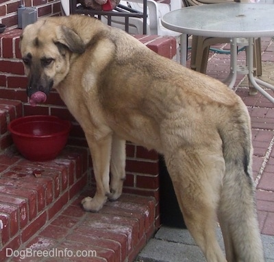 A tan with black German Anatolian Shepherd is standing on a brick staircase and is licking its nose. There is a red bowl of water on the next step up that the dog just drank from.