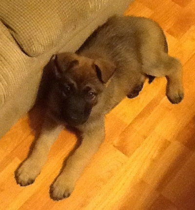A brown with black Malinois X puppy is laying on a hardwood floor next to a tan couch.