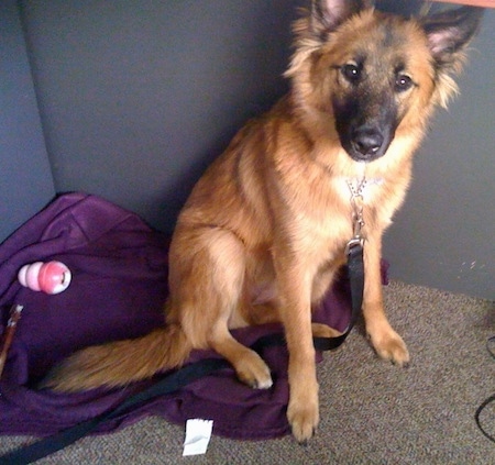 belgian shepherd x german shepherd