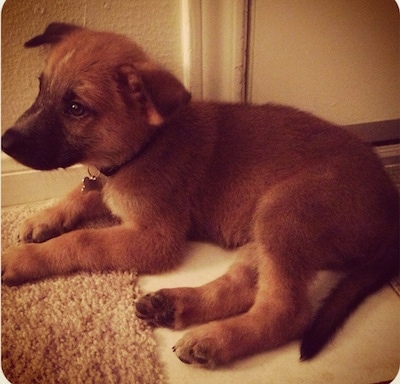 A brown with black Malinois X puppy is laying in front of a door and with its front paws on a tan throw rug and back end on a white tiled floor.