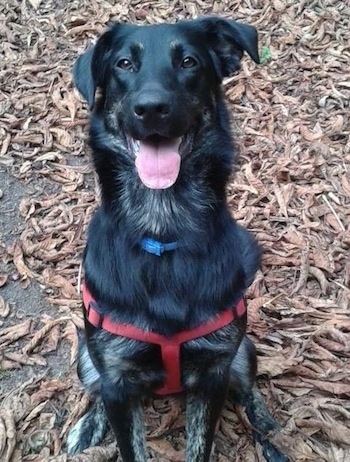 A black with tan German Sheprador is wearing a red harness sitting outside on a black top surface covered in dried leaves