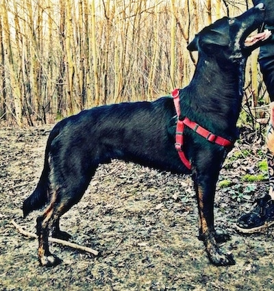 Right Profile - A black with tan German Sheprador is wearing a red harness standing in front of a person and looking up at them. There are a lot of thin tall, leafless trees behind it