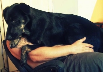 A black with tan German Sheprador is laying across the chest and the lap of a person with a tattoo on his arm in a computer chair
