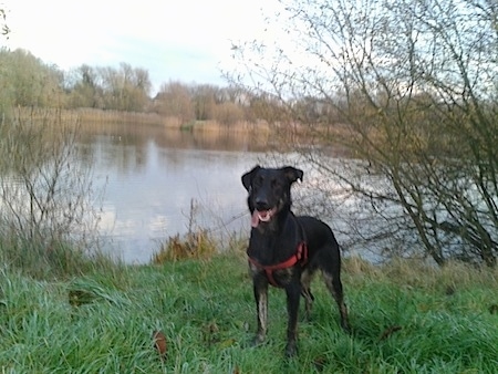 A black with tan German Sheprador is wearing a red harness standing in a field in front of a body of water. Its mouth is open and tongue is hanging out to the left