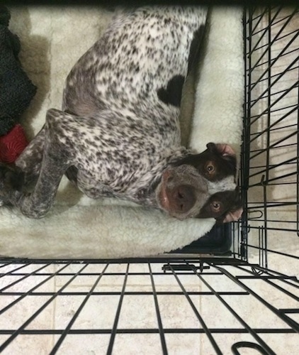 A white and black ticked German Shorthaired Pointer is laying on its side on a dog bed inside of its crate and looking up