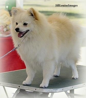 A white German Spitz is standing on a table outside and looking forward.