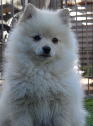 Standard German Spitz Dog Breed Information And Pictures