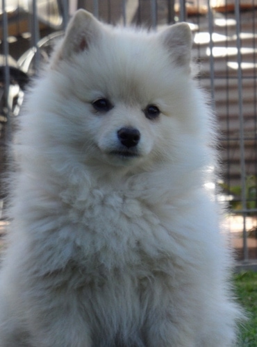 white german spitz puppy