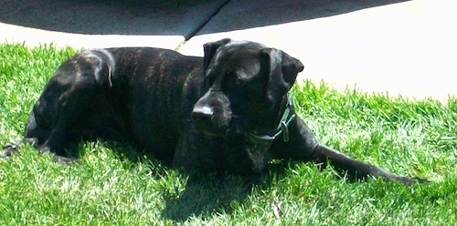 A black brindle Giant Meso Mastiff is laying in grass next to a sidewalk