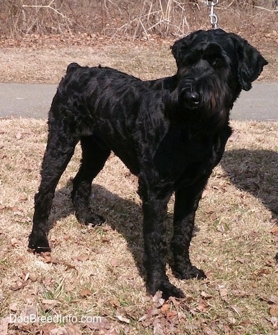 large black schnauzer