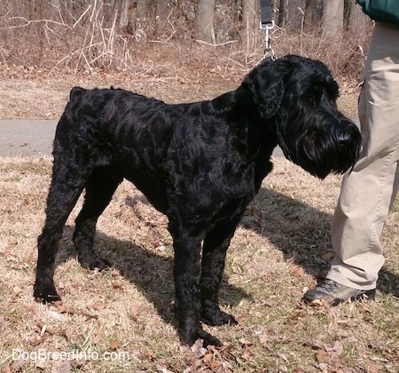 huge giant schnauzer