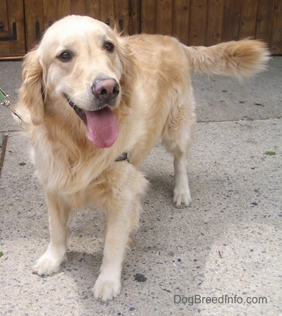 A happy looking Golden Retriever is standing on a street with its tongue hanging out.