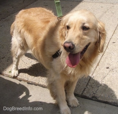 A happy Golden Retriever is wearing a black harness standing on concrete. It is looking to the left with its tongue hanging out.