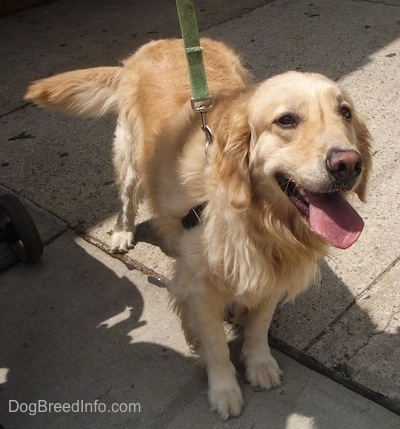 A cream-colored Golden Retriever is standing on concrete looking forward with a stroller next to it