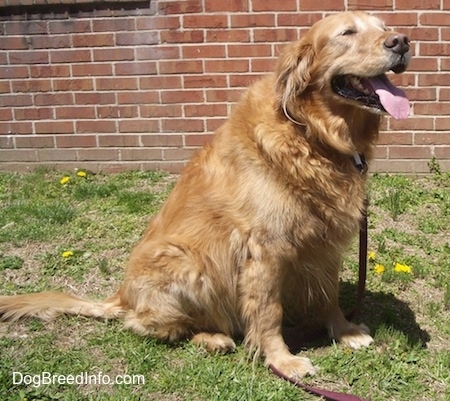 A Golden Retriever is sitting in grass in front of a brick building. Its eyes are squinted, mouth is open and its tongue is out