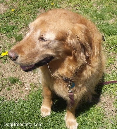 A Golden Retriever is sitting in grass with dandilions around it.