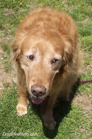 A Golden Retriever is sitting in grass. Its mouth is open and tongue is out. The dogs head is down and it is looking to the right