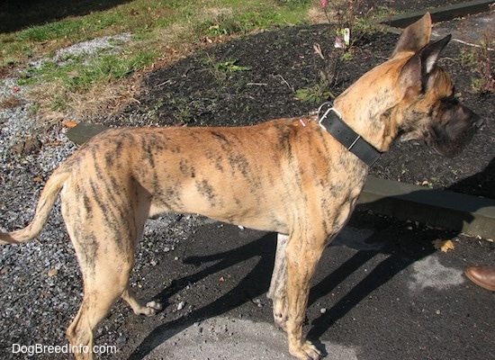 A brown brindle Great Dane is wearing a black collar standing in front of a person in a parking lot