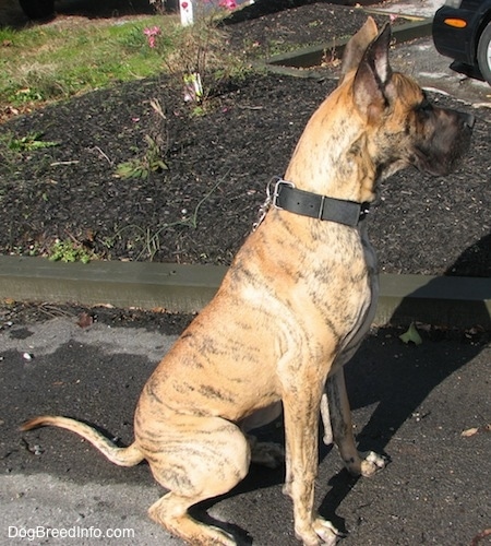 A brown brindle Great Dane is wearing a black collar sitting in a parking lot looking alert to the right.