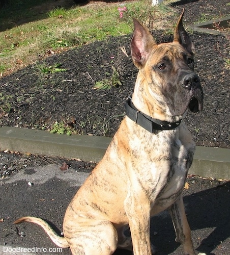 A large brown brindle Great Dane wearing a black collar is sitting on a black top in front of a flower bed