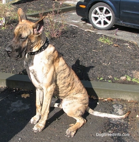 A brown brindle Great Dane is sitting in a parking lot with a black car behind it.