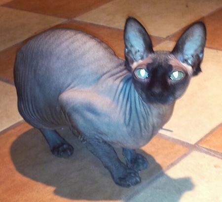 Fergie the hairless Sphynx cat is crouching on a tiled floor and looking towards the camera holder