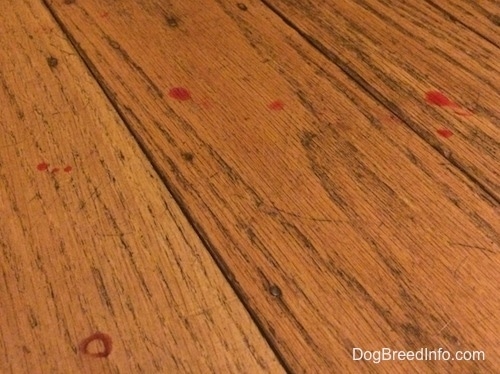 Several Blood drops on a hardwood floor