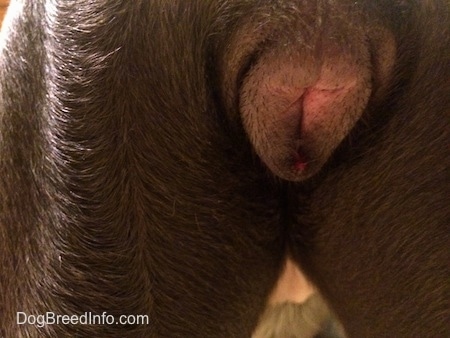 Close Up - Swollen Dog Vulva