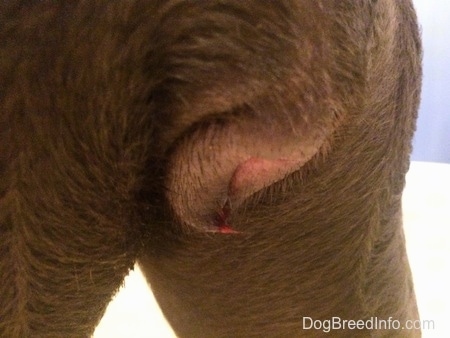 Swollen Dog Vulva with blood coming out