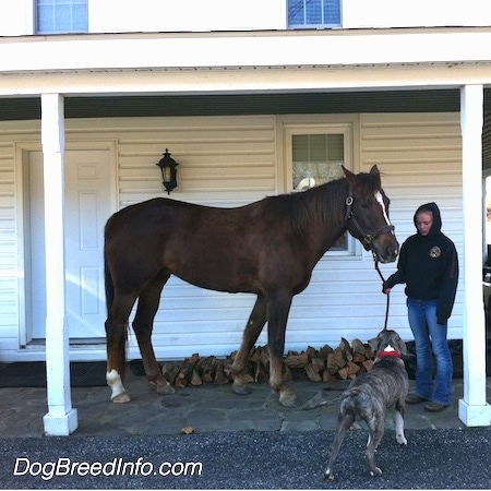 A brown with white horse is standing across a stone porch in front of an old farm house and there is a person holding its reins. There is a blue-nose brindle American Pit Bull Terrier in front of them and it is looking up at the horse.