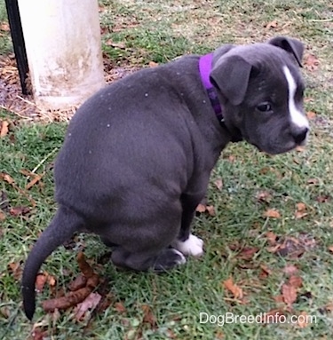 puppy ripping up pee pad