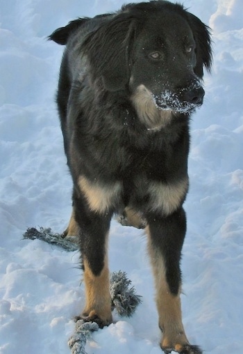 A black with tan Hovawart dog is standing in snow on a rope toy. There is snow all over its face.