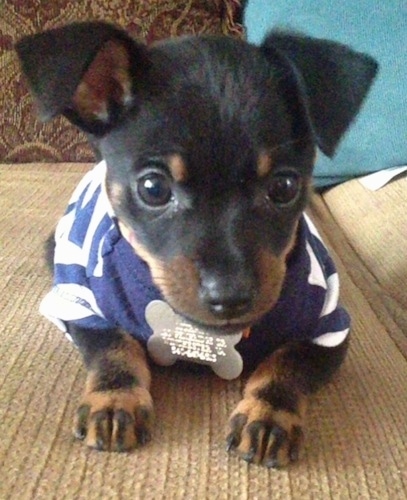 A small black with tan Jack Chi puppy is wearing a blue and white striped shirt laying on a tan couch.