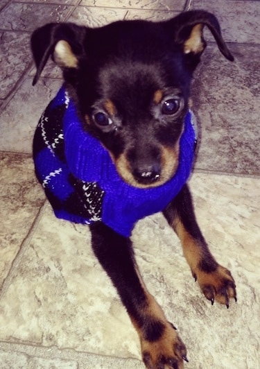 A small black with tan Jack Chi puppy is wearing a bright blue and black sweater and it is sitting on a tiled floor