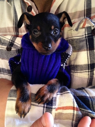 A tiny black with tan Jack Chi puppy is wearing a sweater and is being held close to a persons chest