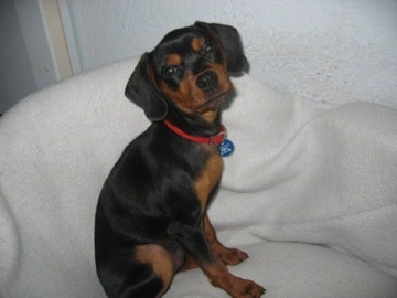 A black and tan King Pin is wearing a red collar sitting on a white dog bed