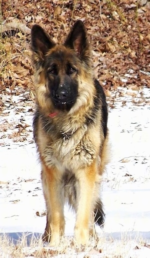 King Shepherd Growth Chart