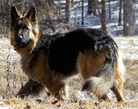 Side view - A King Shepherd is walking across brown grass and looking to the left in a clearing in the woods.