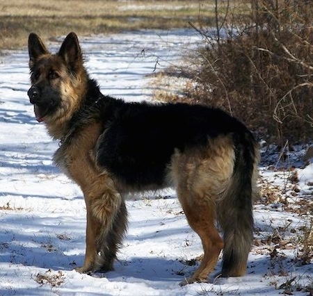 german shepherd king mix