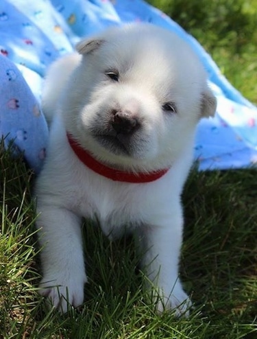 A young white Kishu Ken puppy is wearing a red collar laying outside with its back end on a blue blanket and its front end in grass. Its head is tilted to the right. It looks like a baby seal.