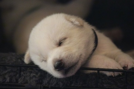 Close Up front body shot - A white Kishu Ken puppy is sleeping on a bed inside of an open dog crate. Its head is on the bottom wire railing.
