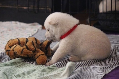 A small white Kishu Ken puppy is sitting on a blanket and biting on a brown and black plush toy.