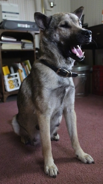 A yawning brown with black  Kishu Ken is sitting on a maroon carpet with a book shelf behind it.