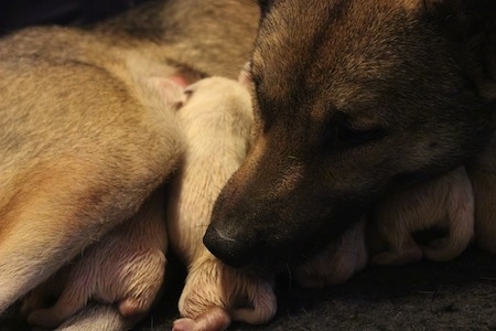 Close Up - An adult Kishu Ken mother dog is snuggling with her litter of puppies