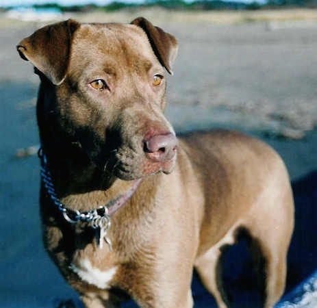 Close Up - A brown Lab Pei with a white patch on its chest is standing on dirt and it is looking to the right